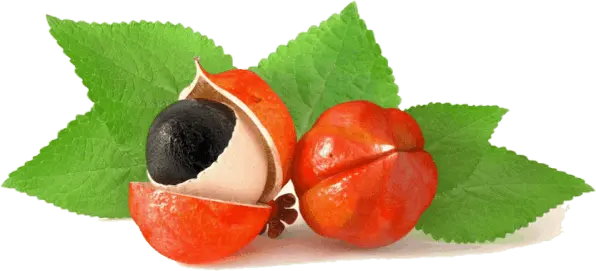 guarana seed